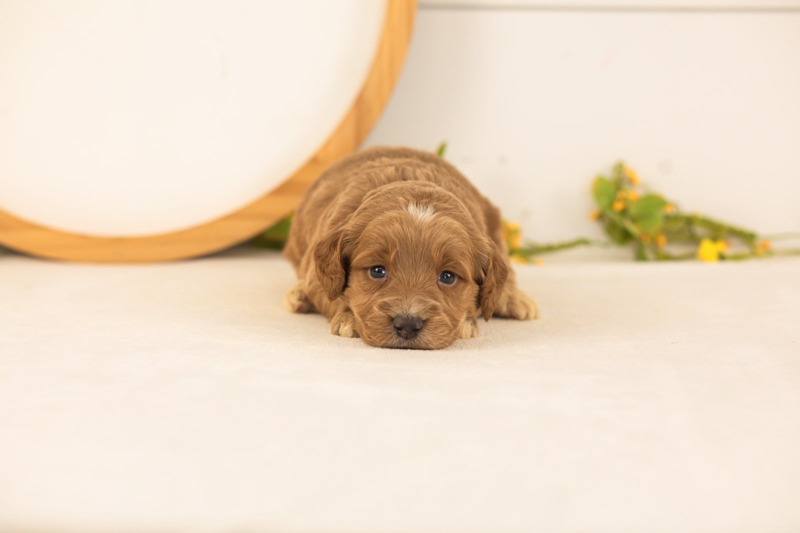 Ember goldendoodle for sale.jpg