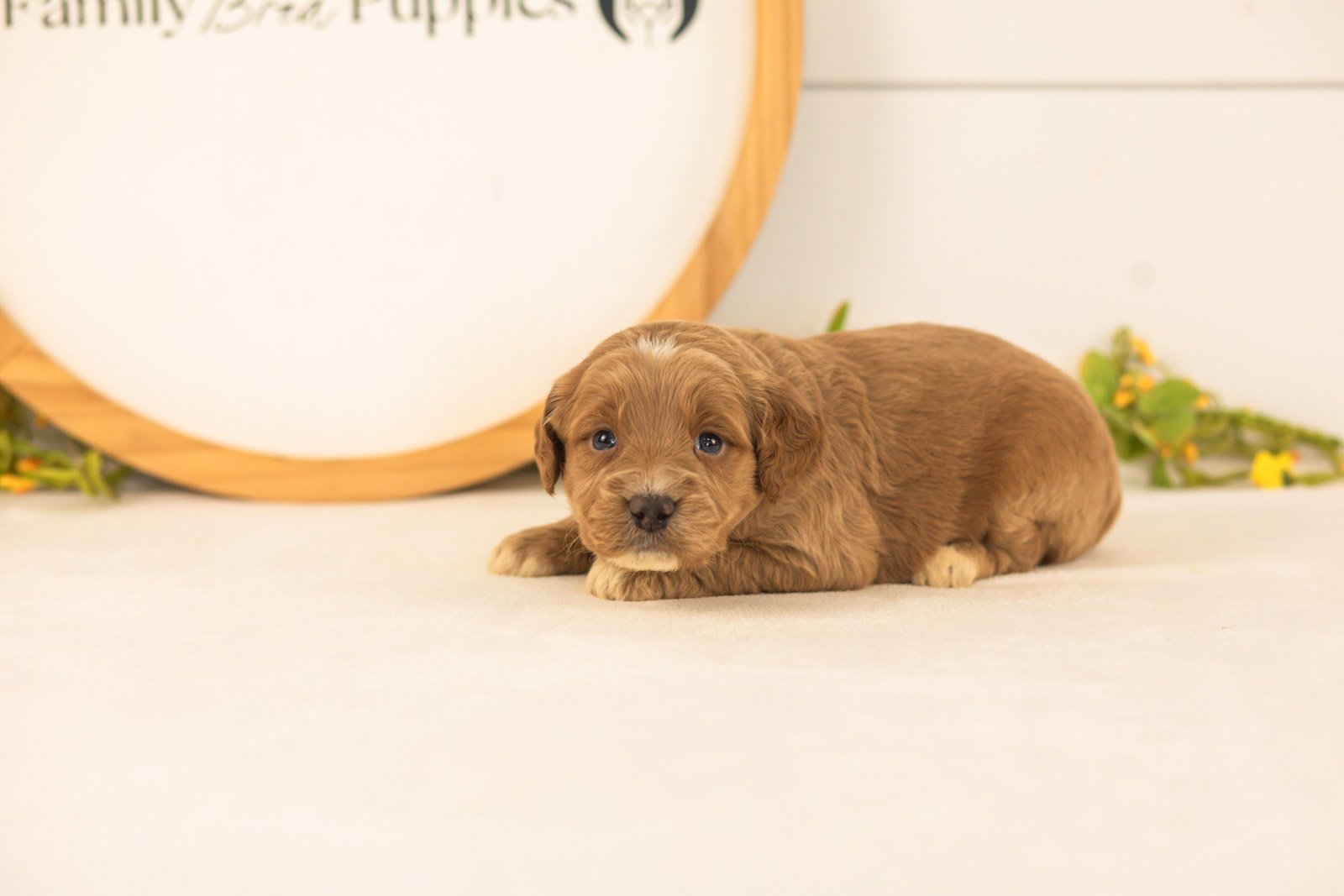 Ember goldendoodle for sale(2).jpg