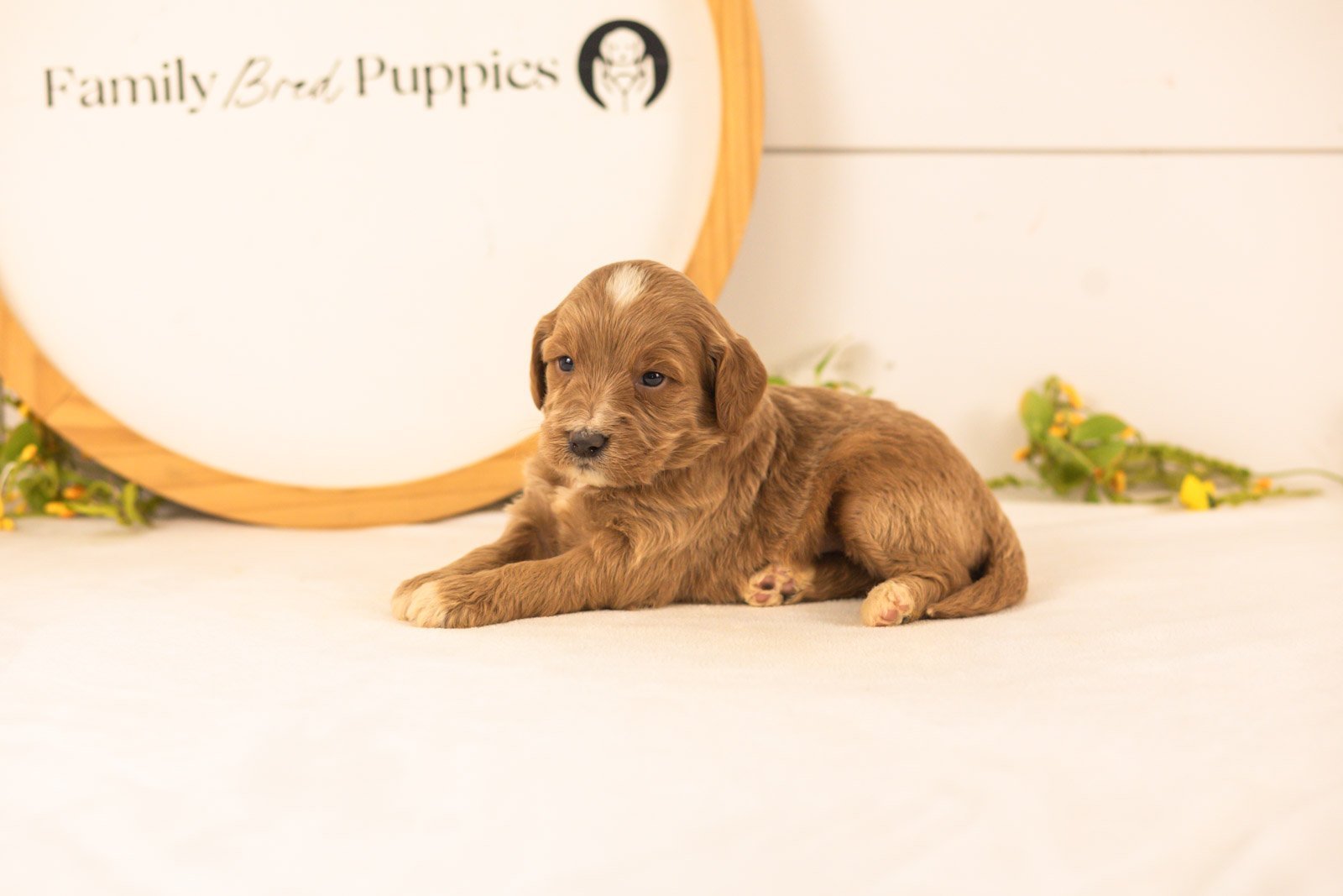 Veah goldendoodle for sale(1).jpg
