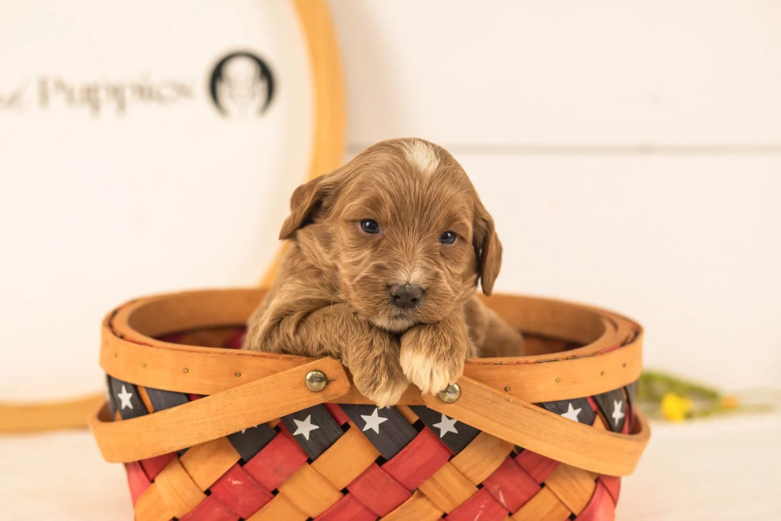 Veah goldendoodle for sale(3).jpg