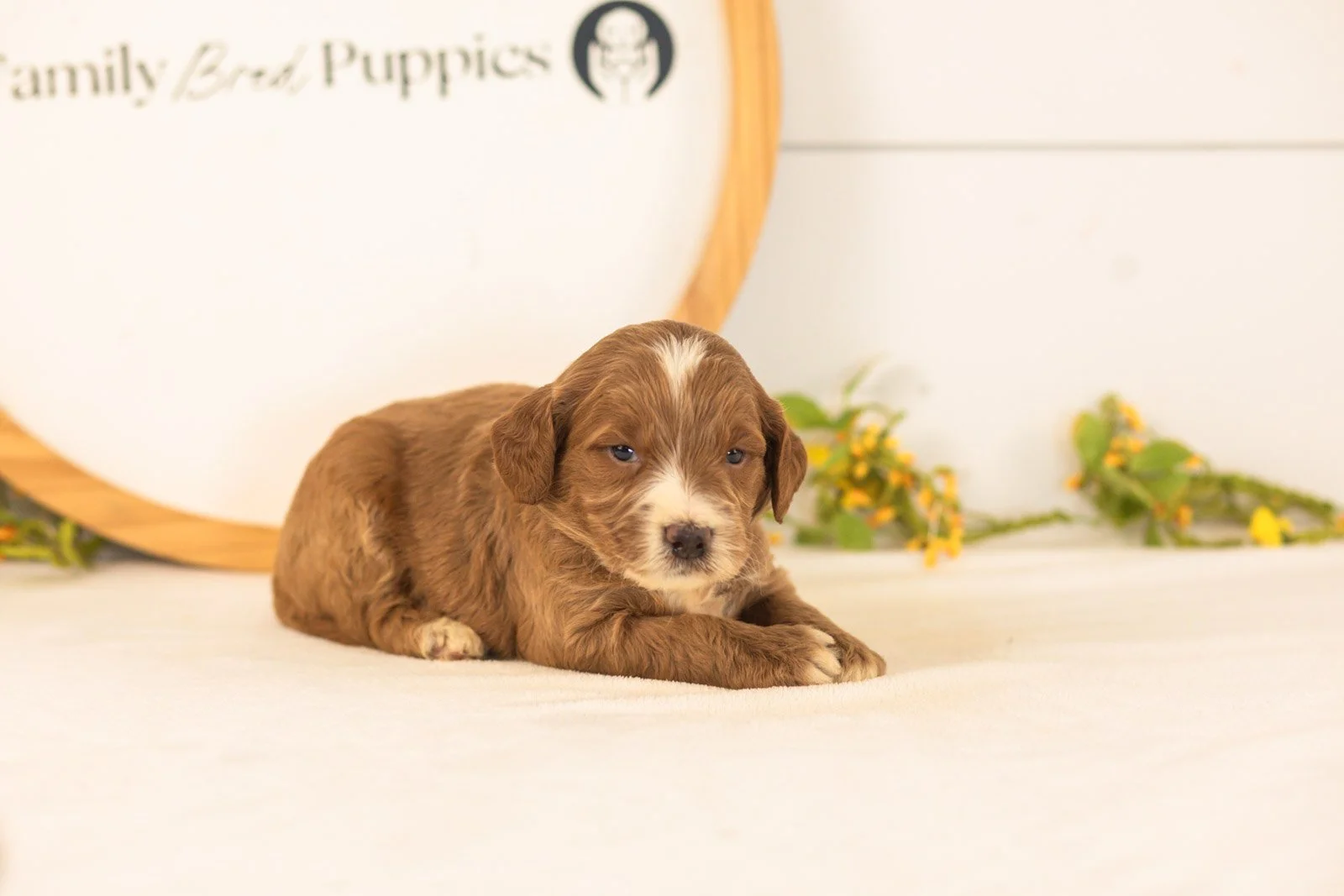 Abel goldendoodle for sale.jpg