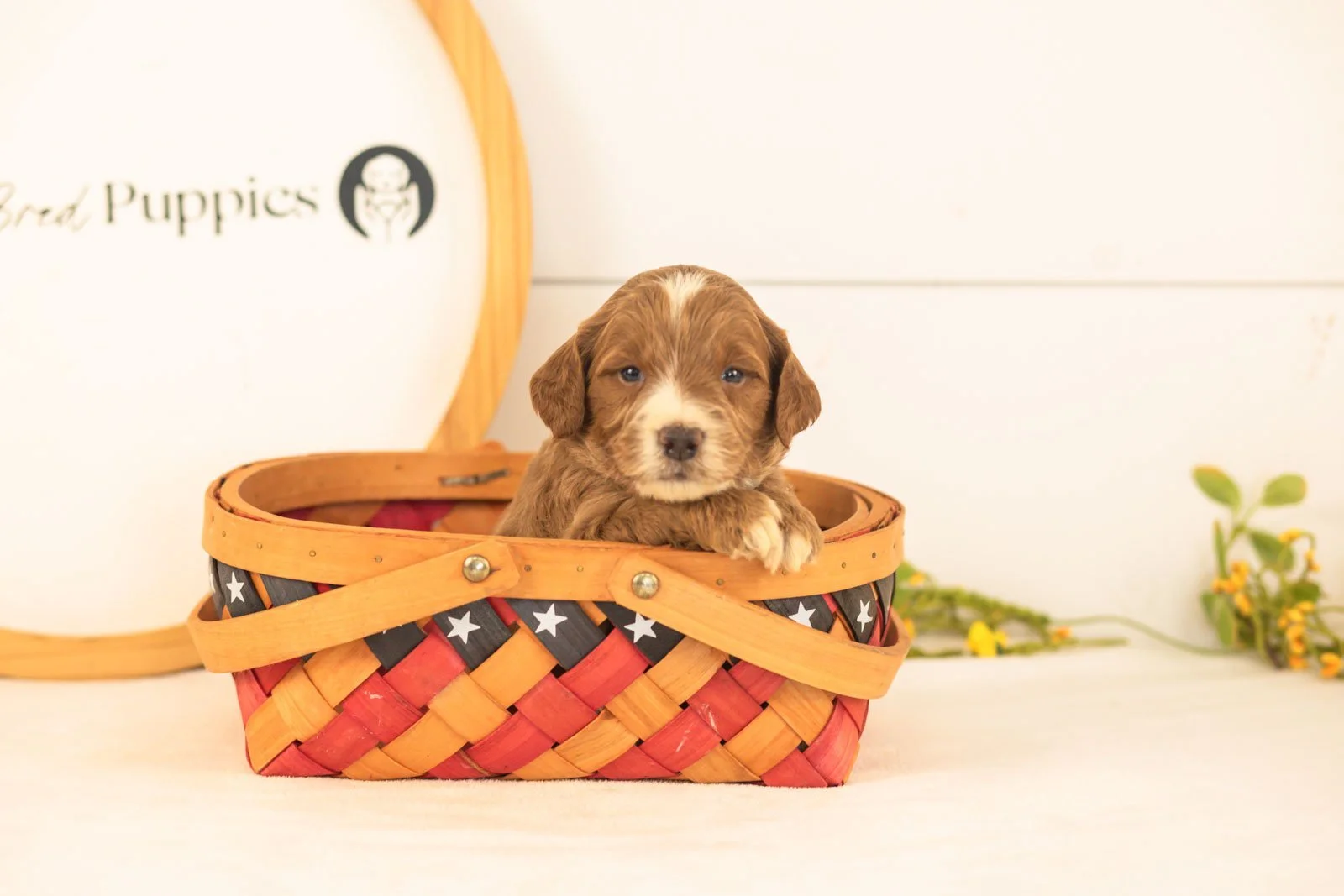 Abel goldendoodle for sale(3).jpg