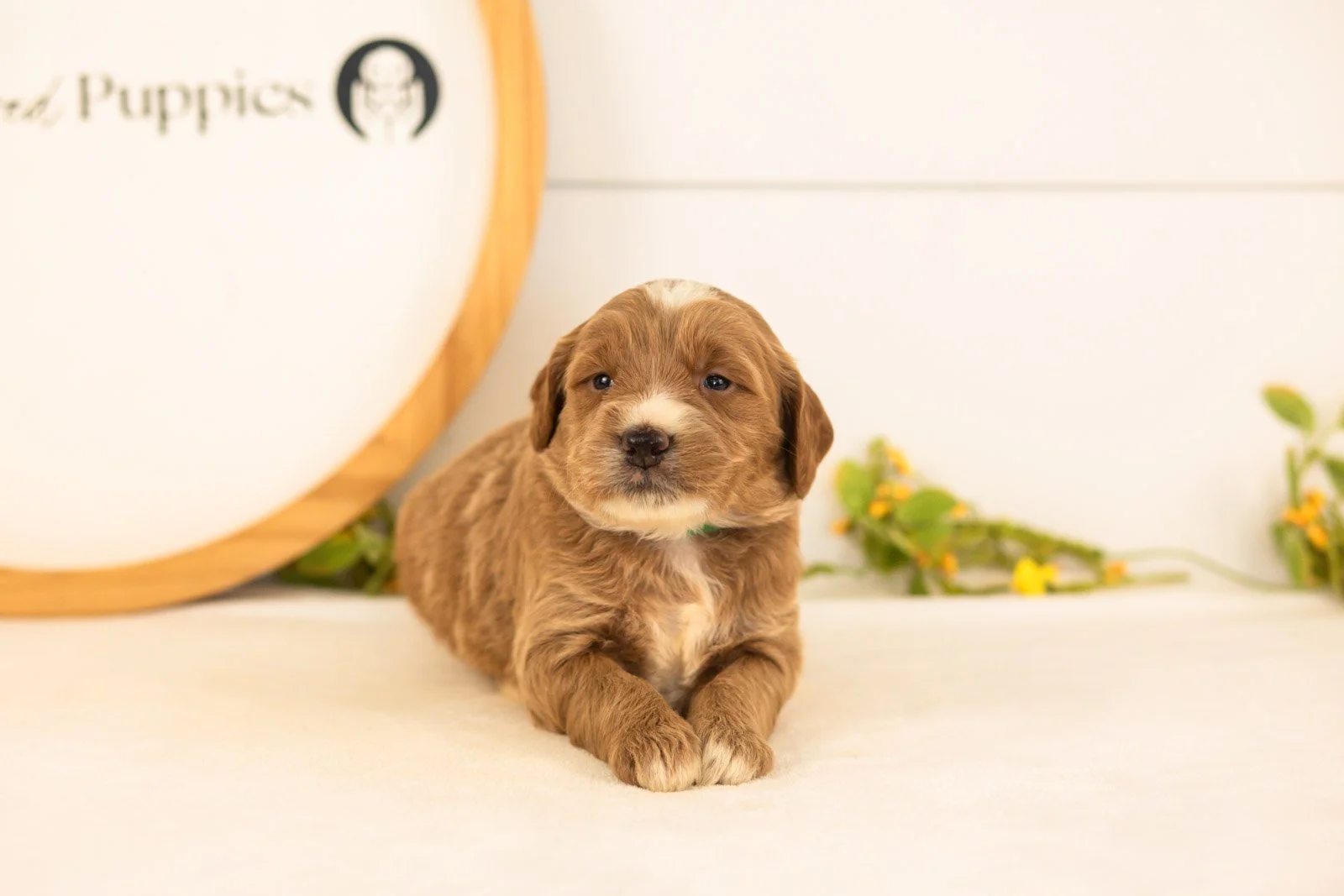 Bruno goldendoodle for sale(1).jpg