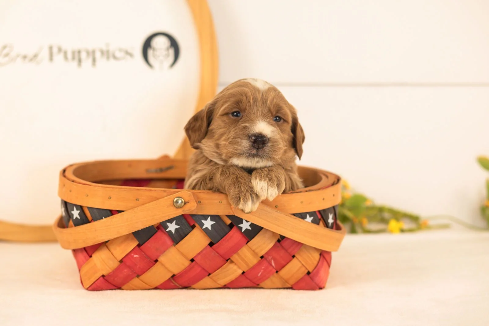 Bruno goldendoodle for sale(3).jpg