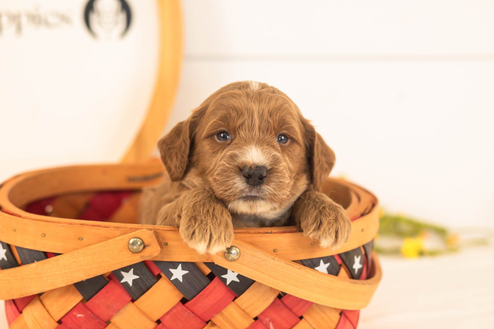 Chesney goldendoodle for sale(1).jpg