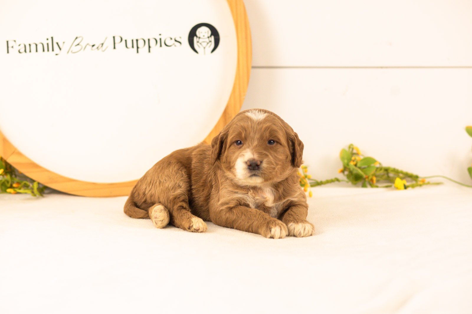 Marley goldendoodle for sale.jpg