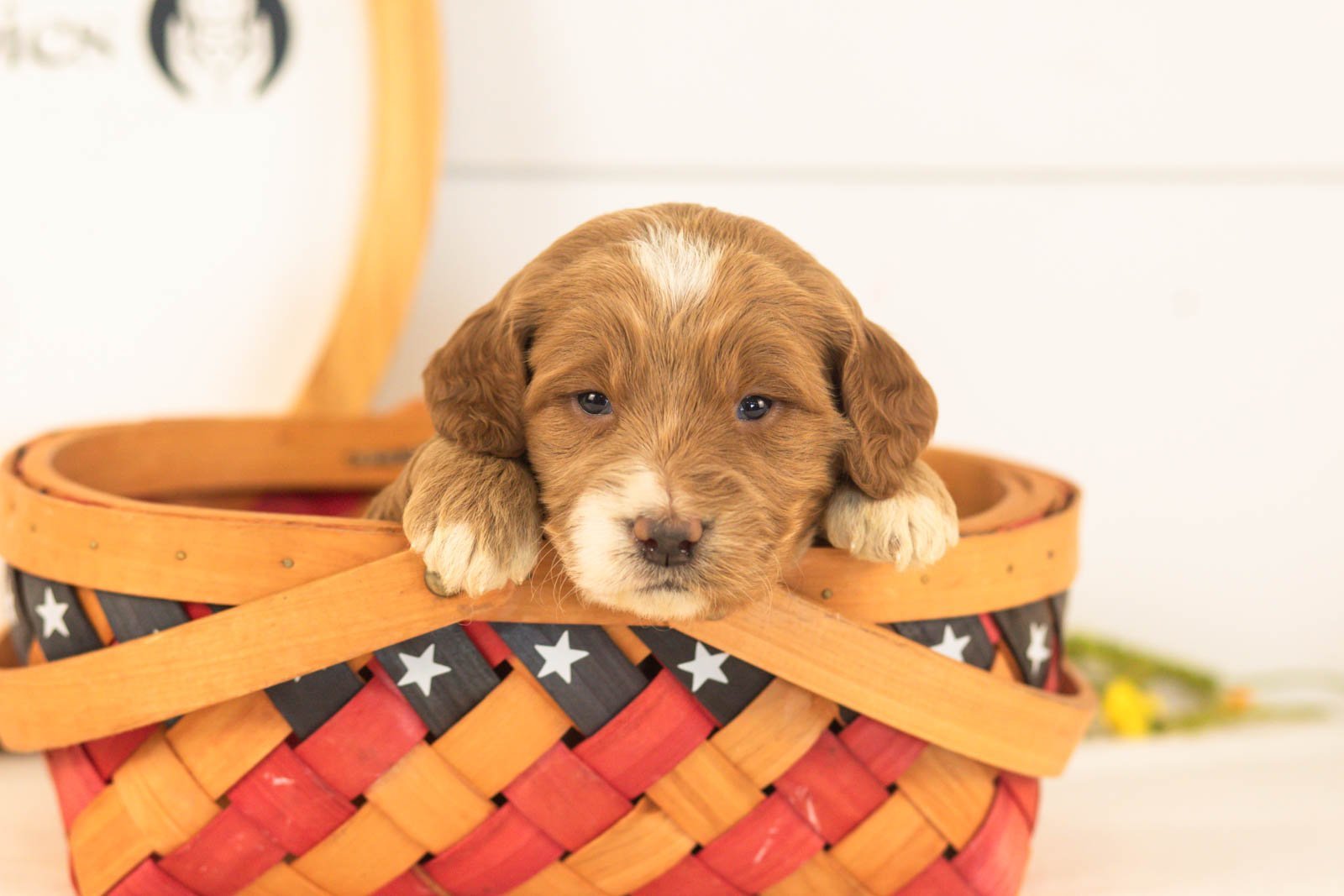 Marley goldendoodle for sale(3).jpg