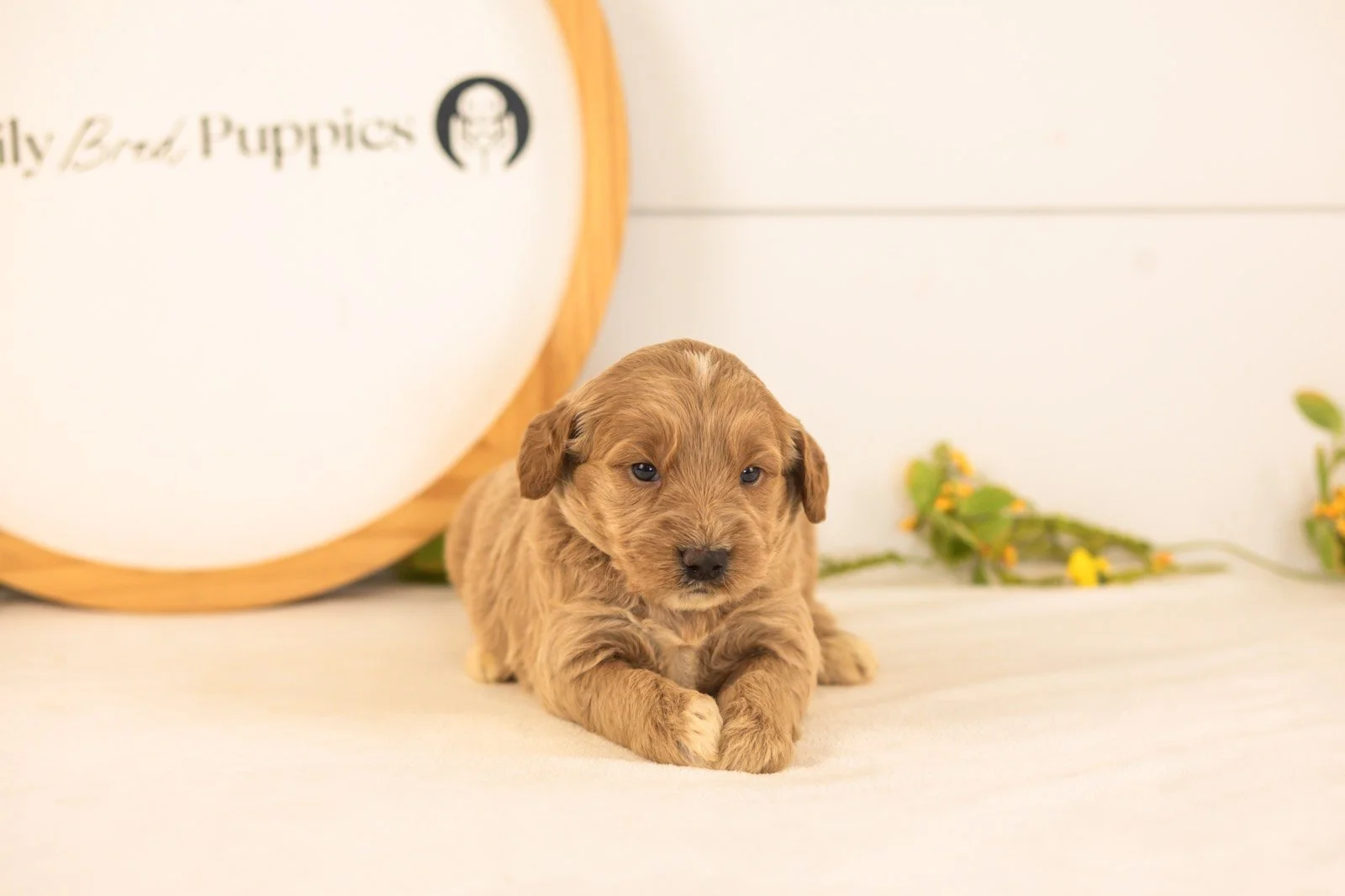 Max goldendoodle for sale.jpg