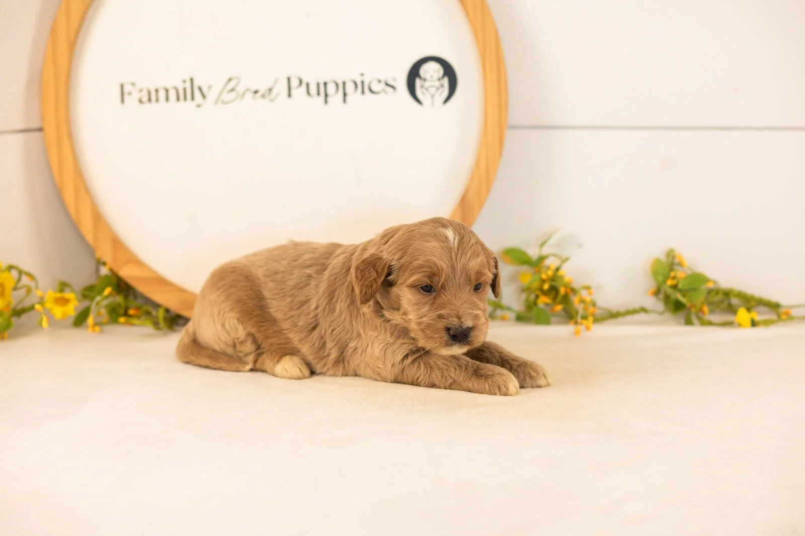 Max goldendoodle for sale(2).jpg