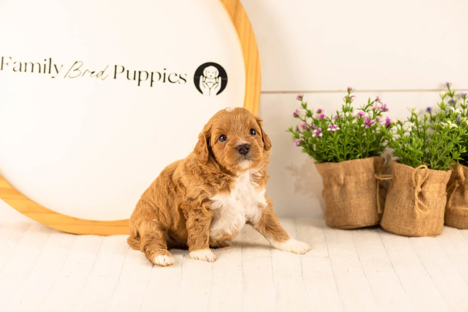 Burrow goldendoodle for sale.jpg