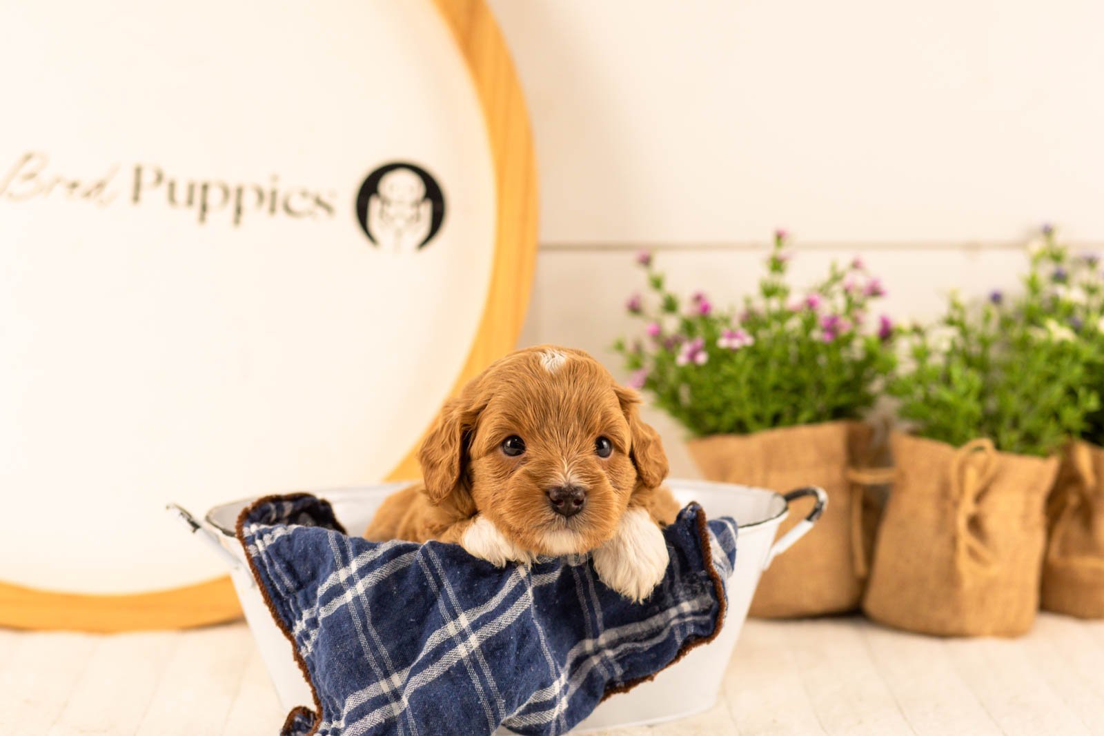 Burrow goldendoodle for sale(1).jpg