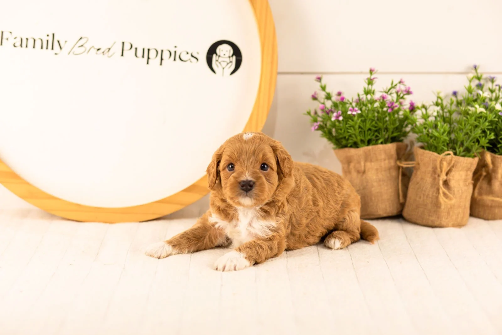 Burrow goldendoodle for sale(2).jpg