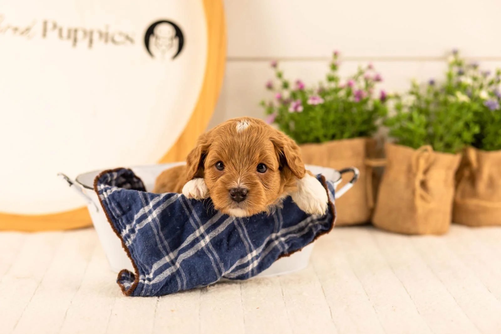 Burrow goldendoodle for sale(4).jpg