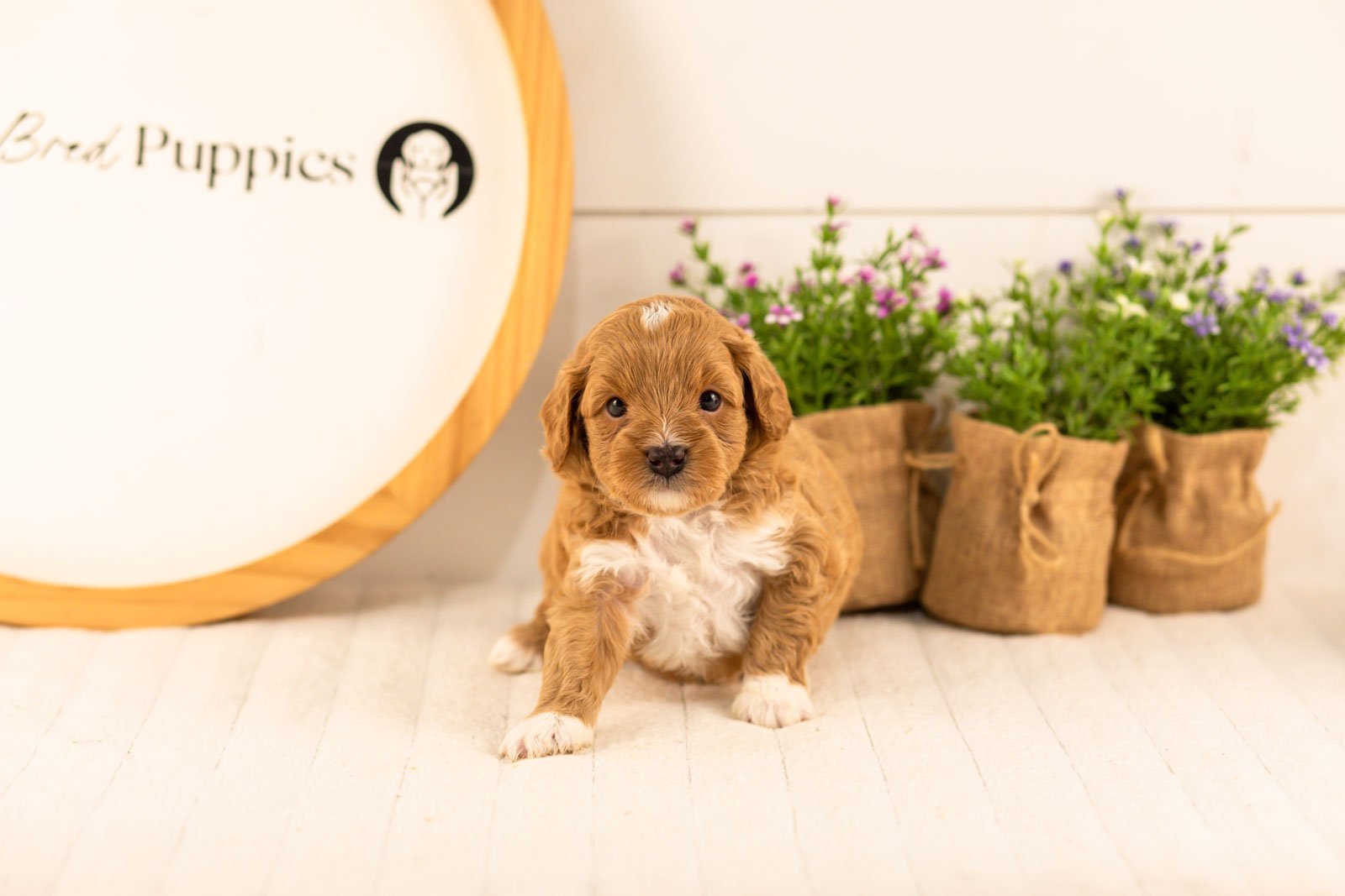 Burrow goldendoodle for sale(3).jpg