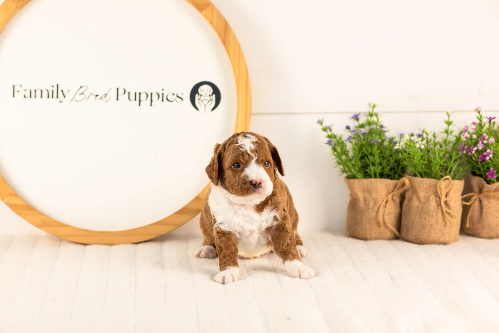 Kelce goldendoodle for sale.jpg