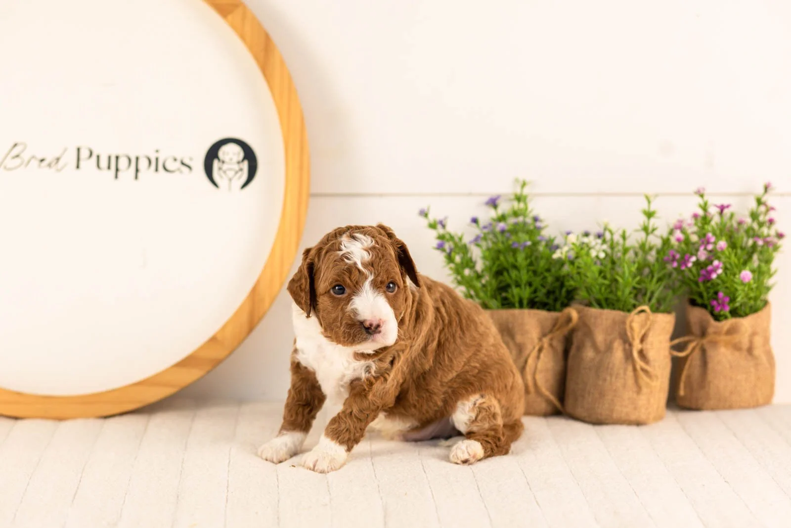 Kelce goldendoodle for sale(1).jpg