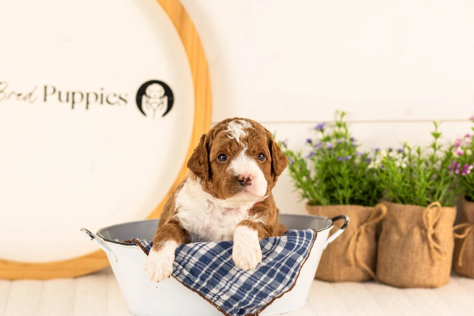 Kelce goldendoodle for sale(2).jpg
