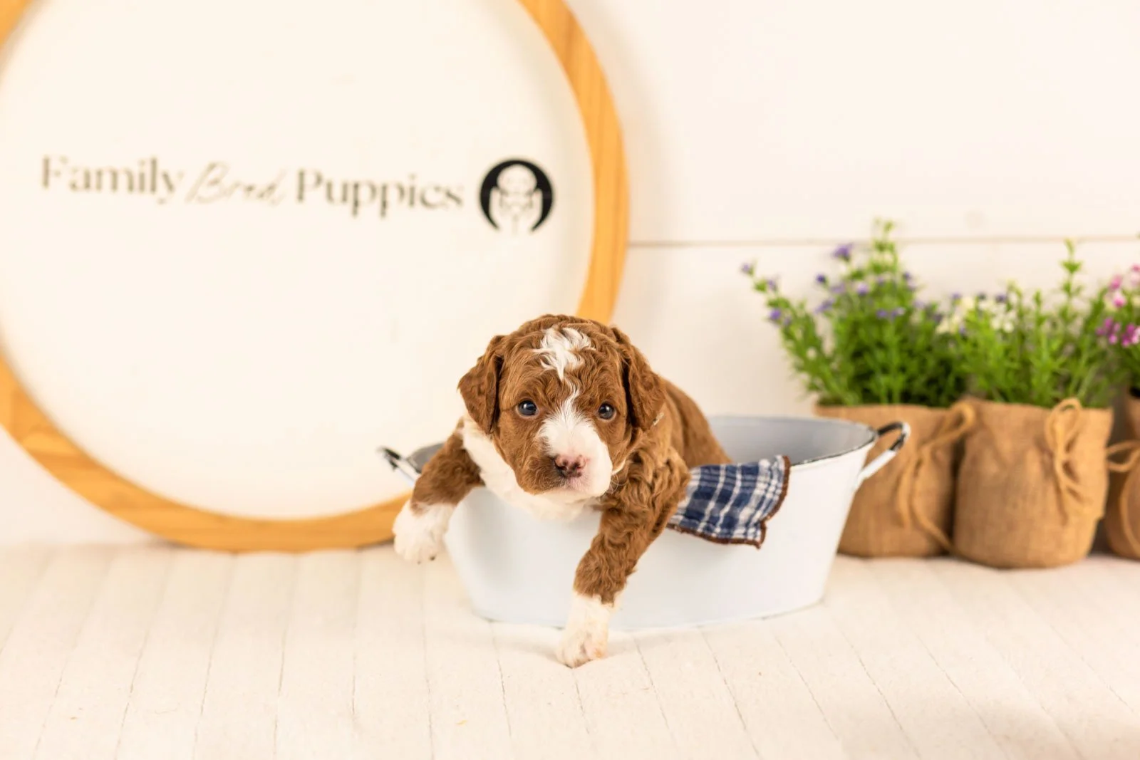 Kelce goldendoodle for sale(3).jpg