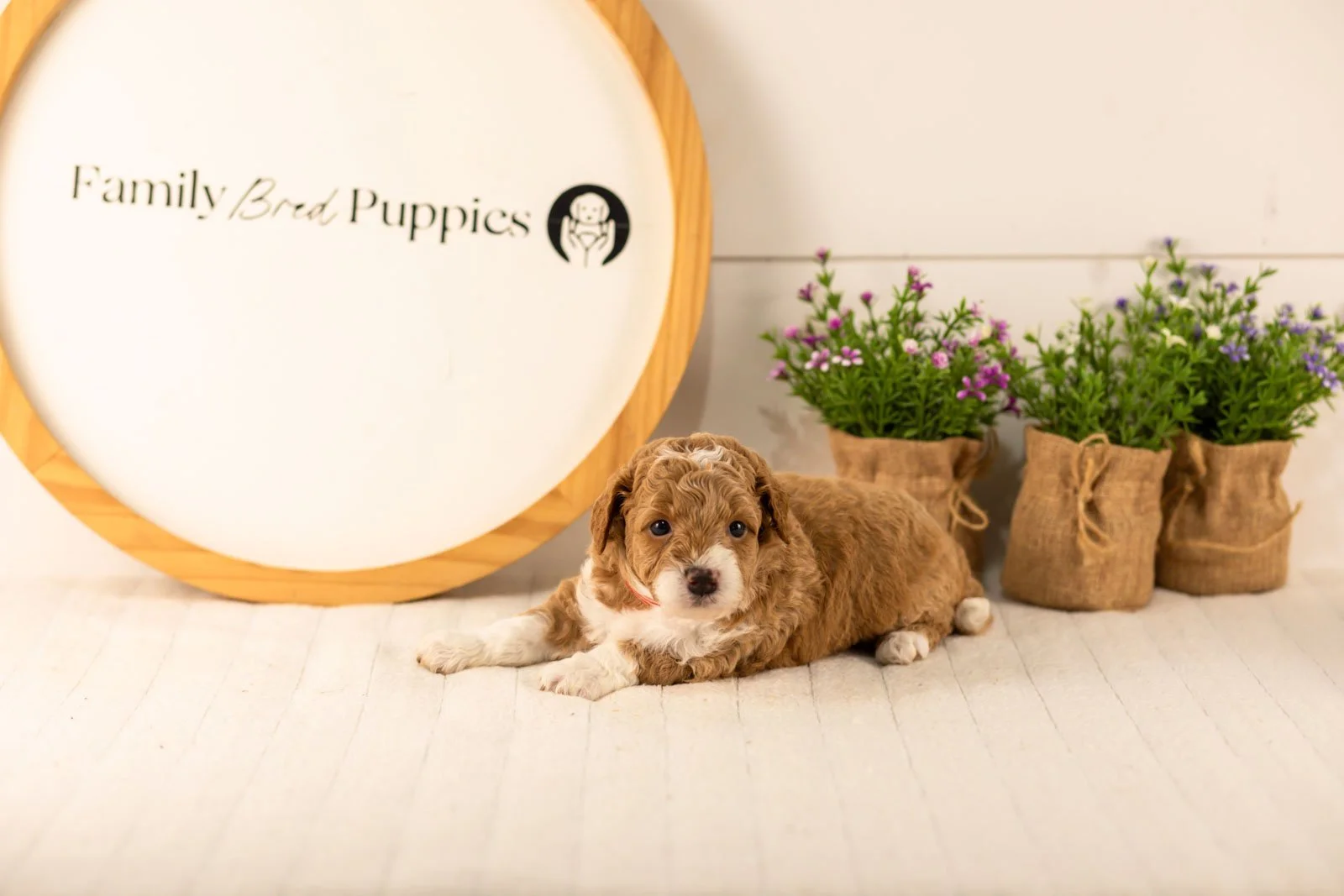 Lamar goldendoodle for sale.jpg