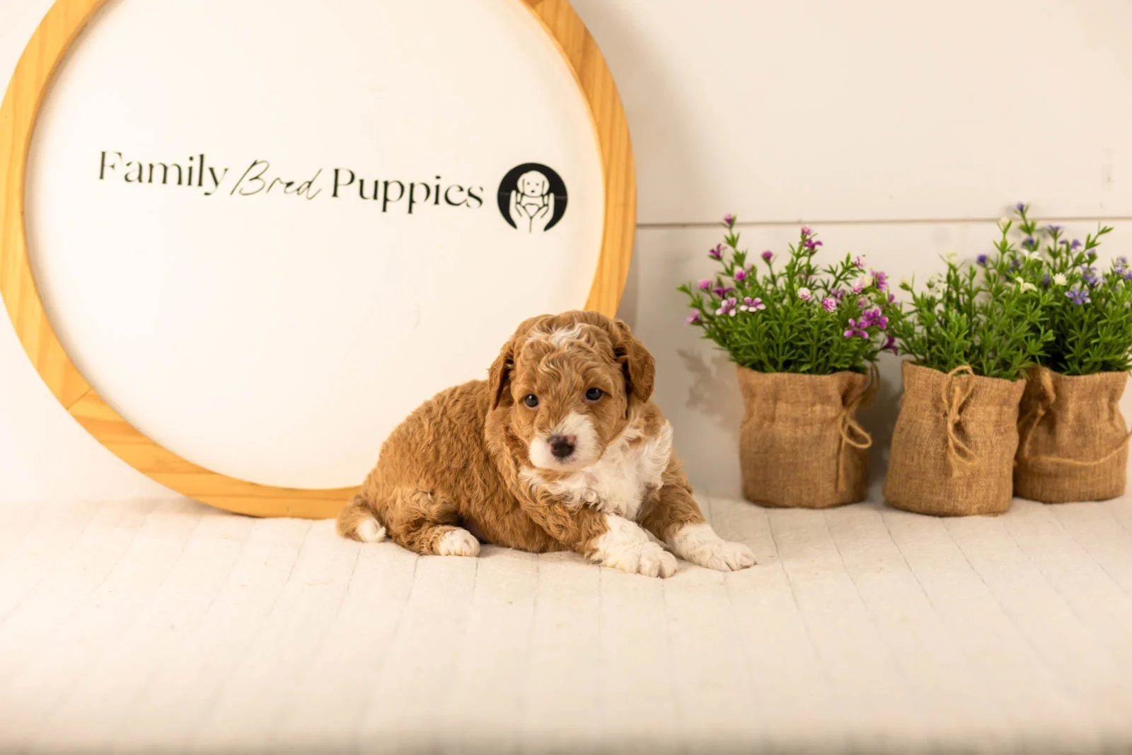Lamar goldendoodle for sale(1).jpg