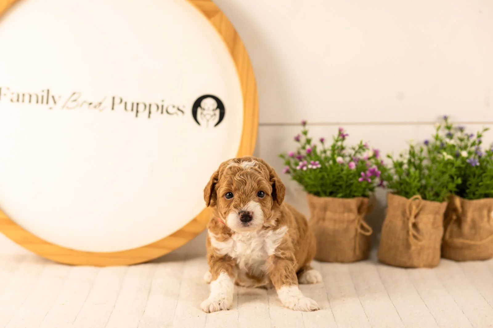 Lamar goldendoodle for sale(2).jpg