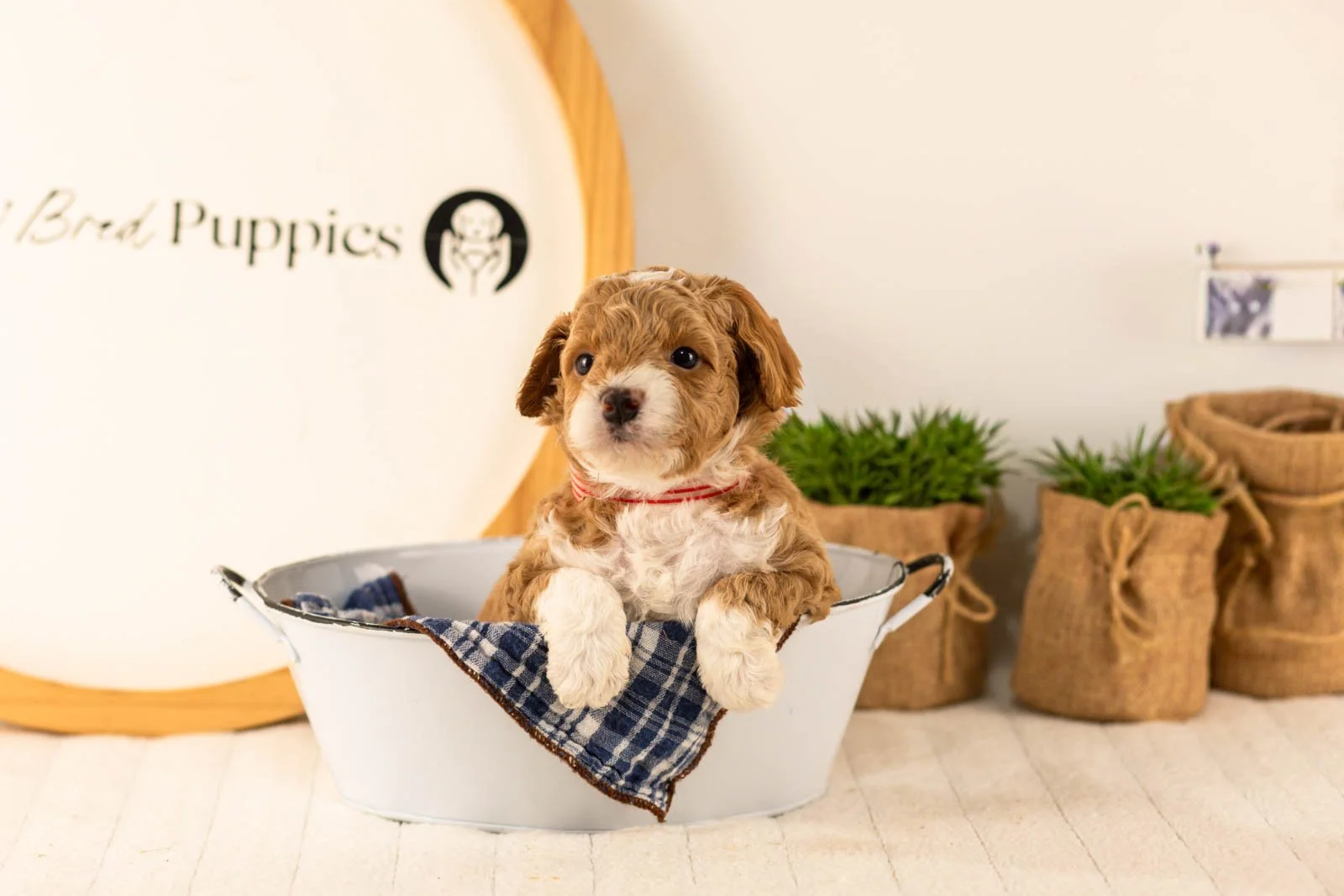 Lamar goldendoodle for sale(3).jpg