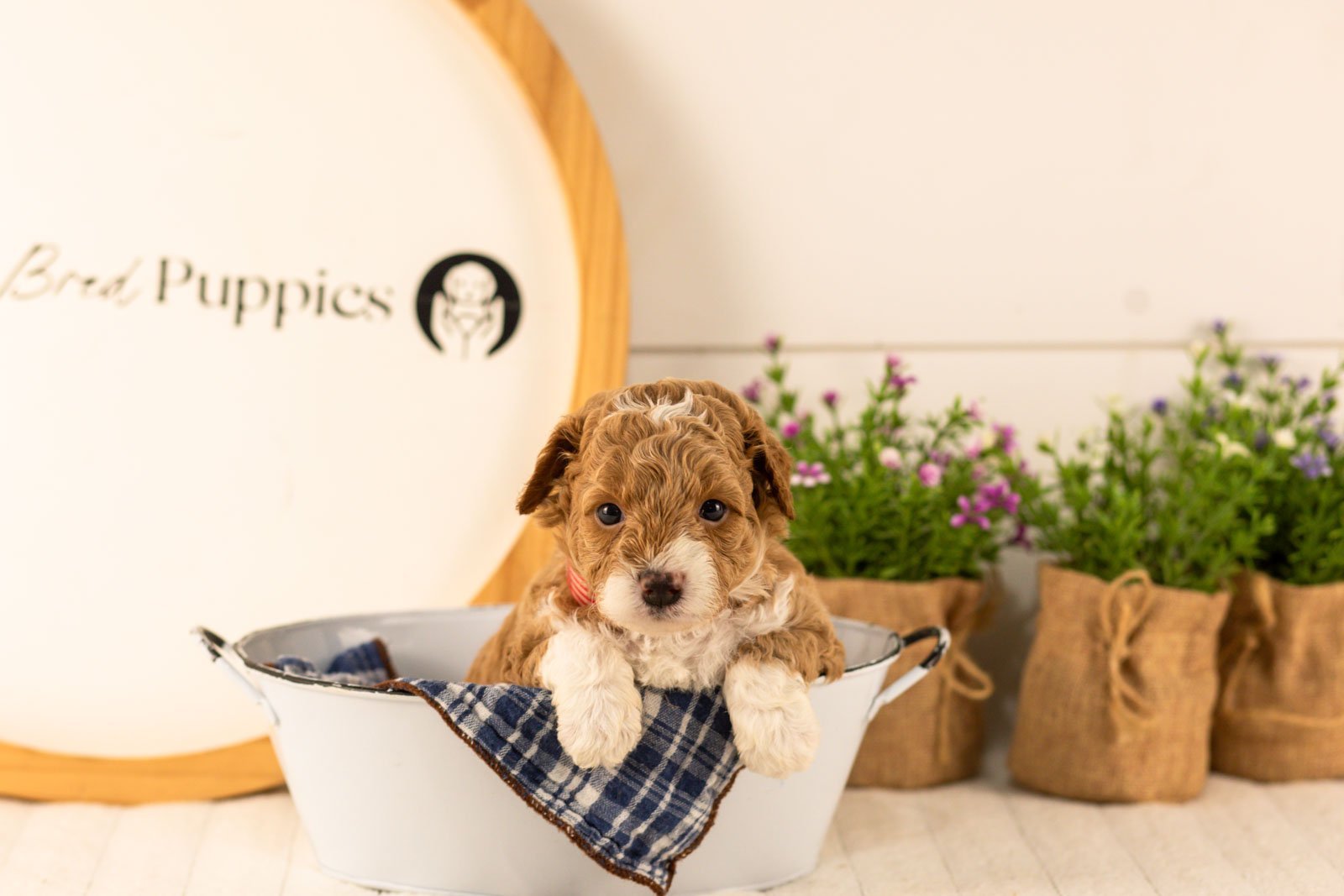 Lamar goldendoodle for sale(4).jpg