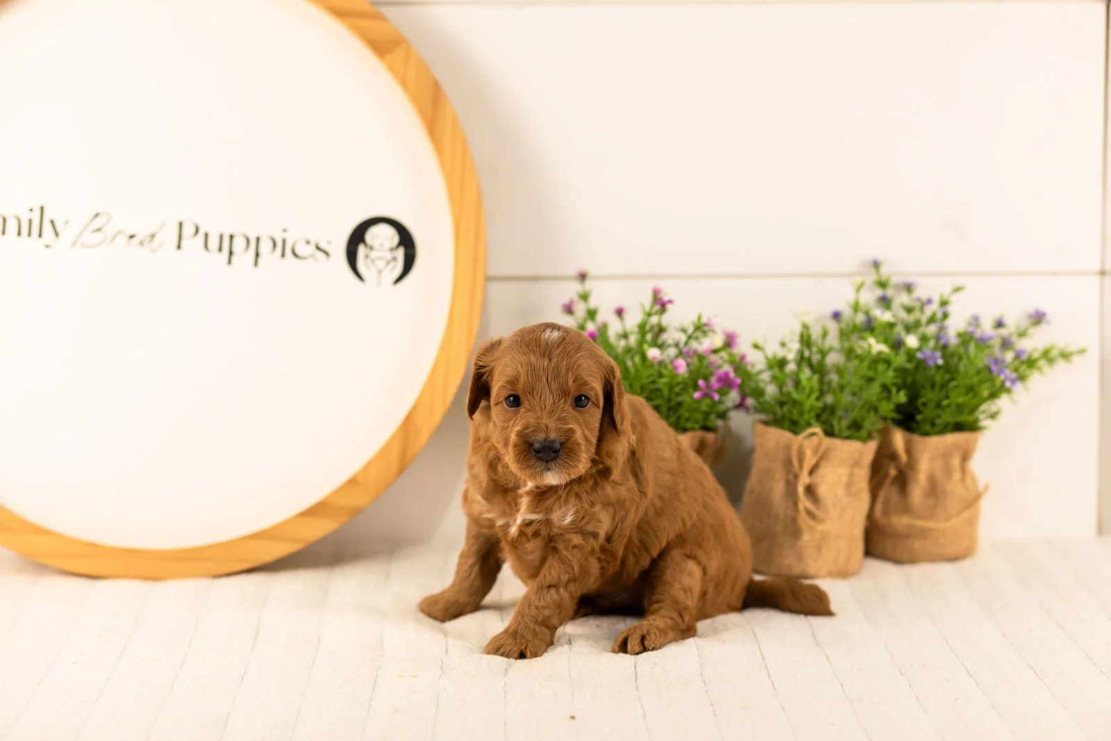 Mahomes goldendoodle for sale.jpg