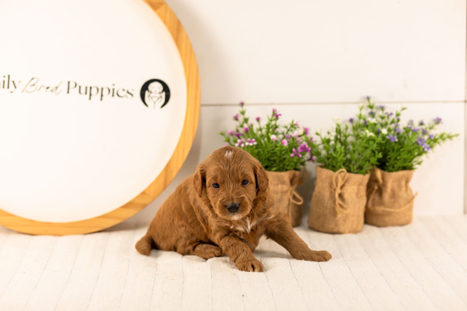 Mahomes goldendoodle for sale(1).jpg