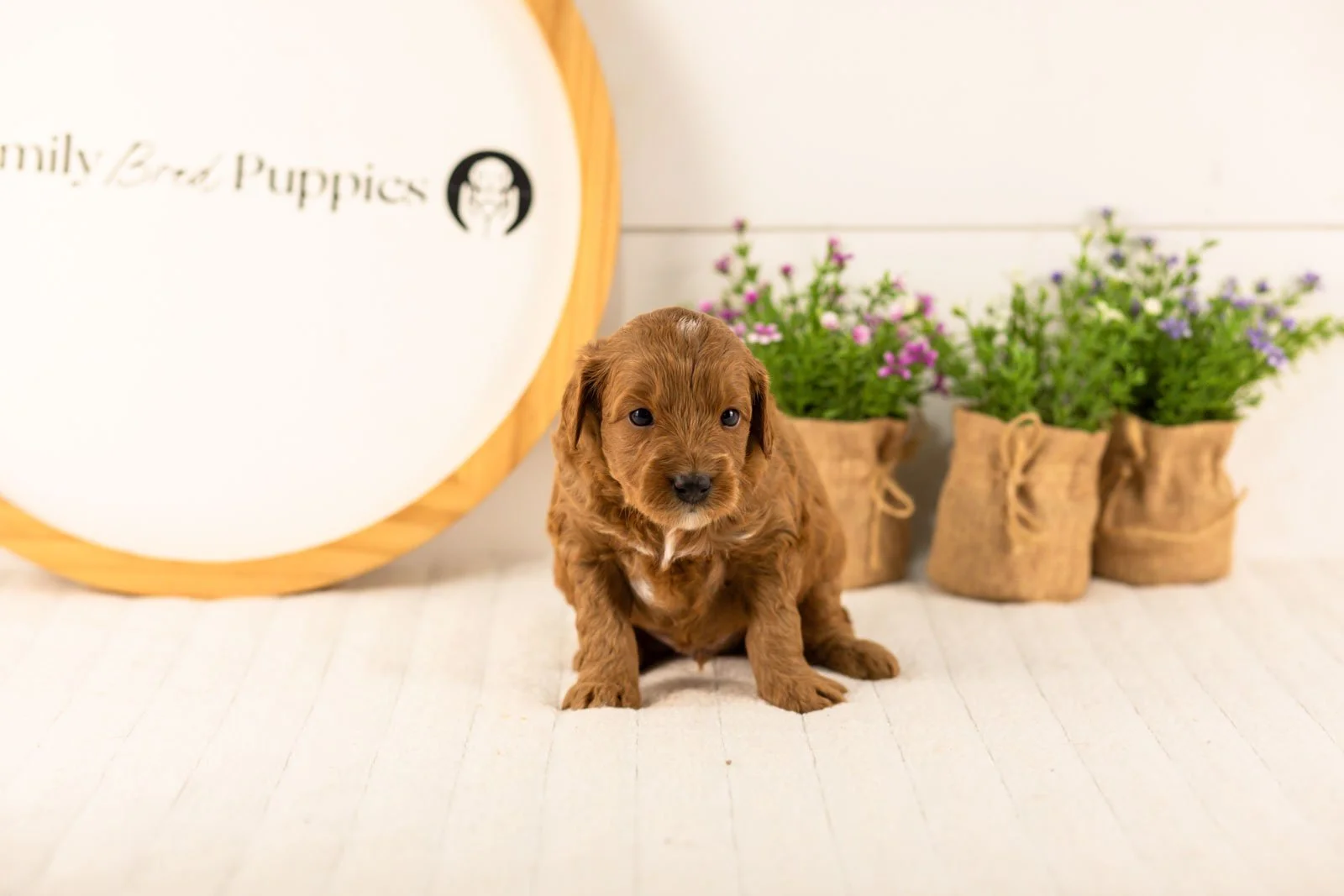 Mahomes goldendoodle for sale(2).jpg