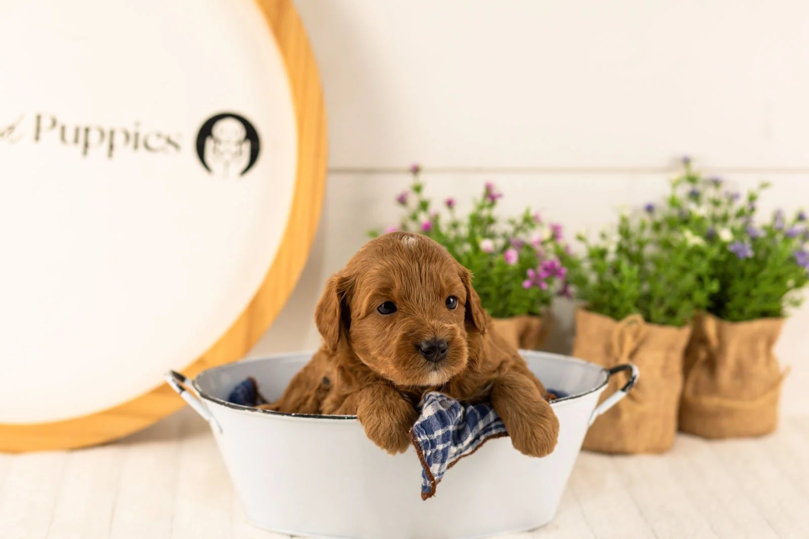 Mahomes goldendoodle for sale(3).jpg