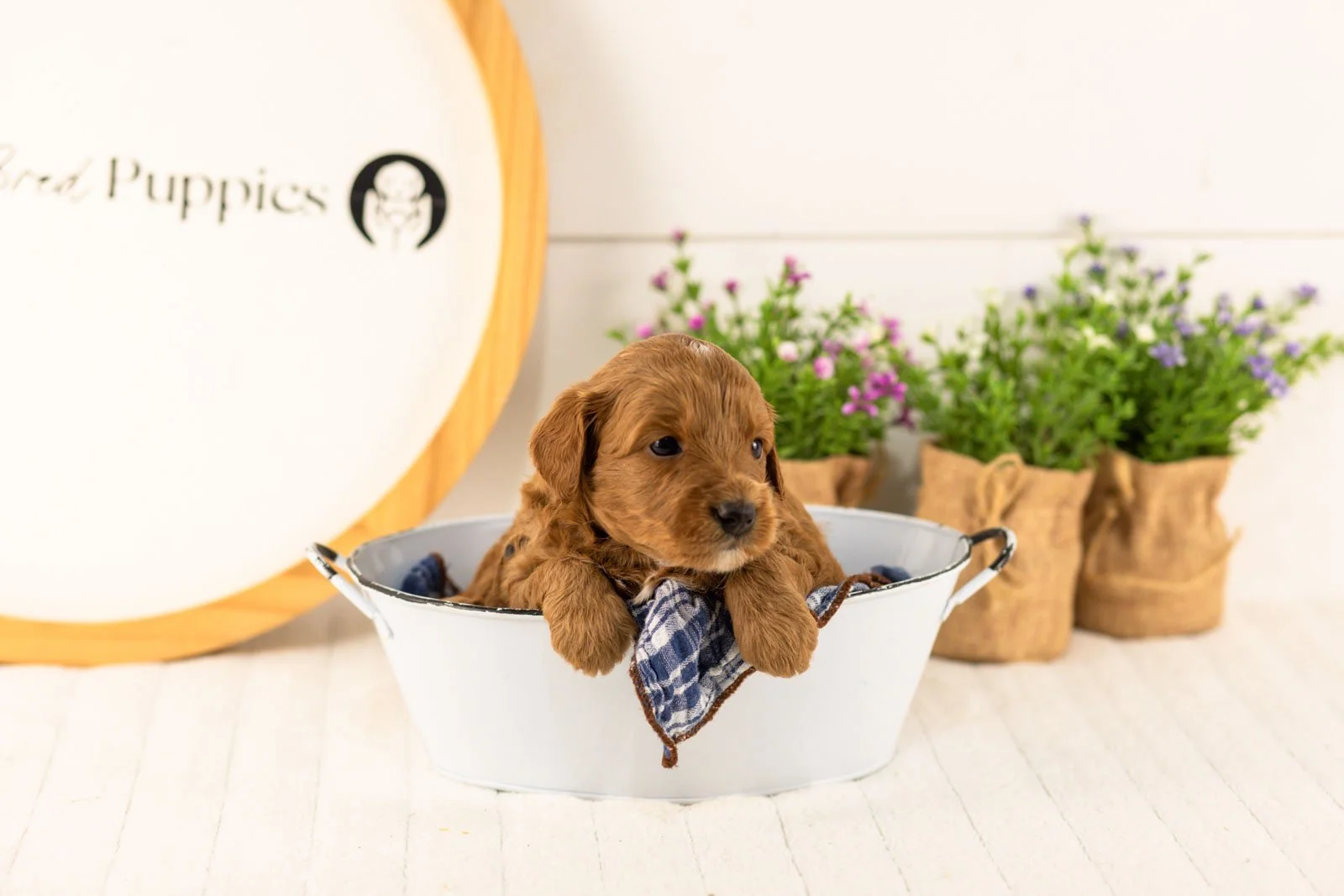 Mahomes goldendoodle for sale(4).jpg