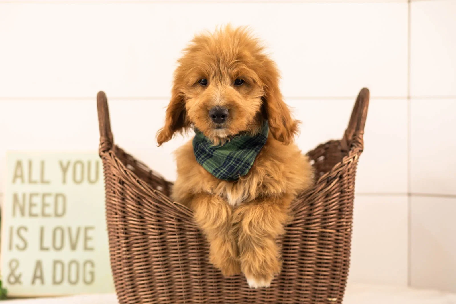 Munster goldendoodle for sale(1).jpg