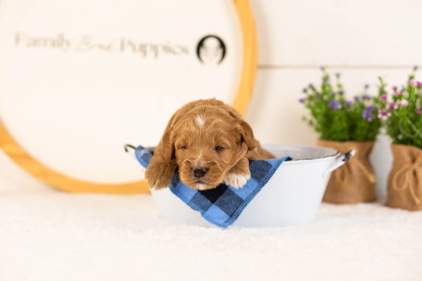 Munster goldendoodle for sale(3).jpg