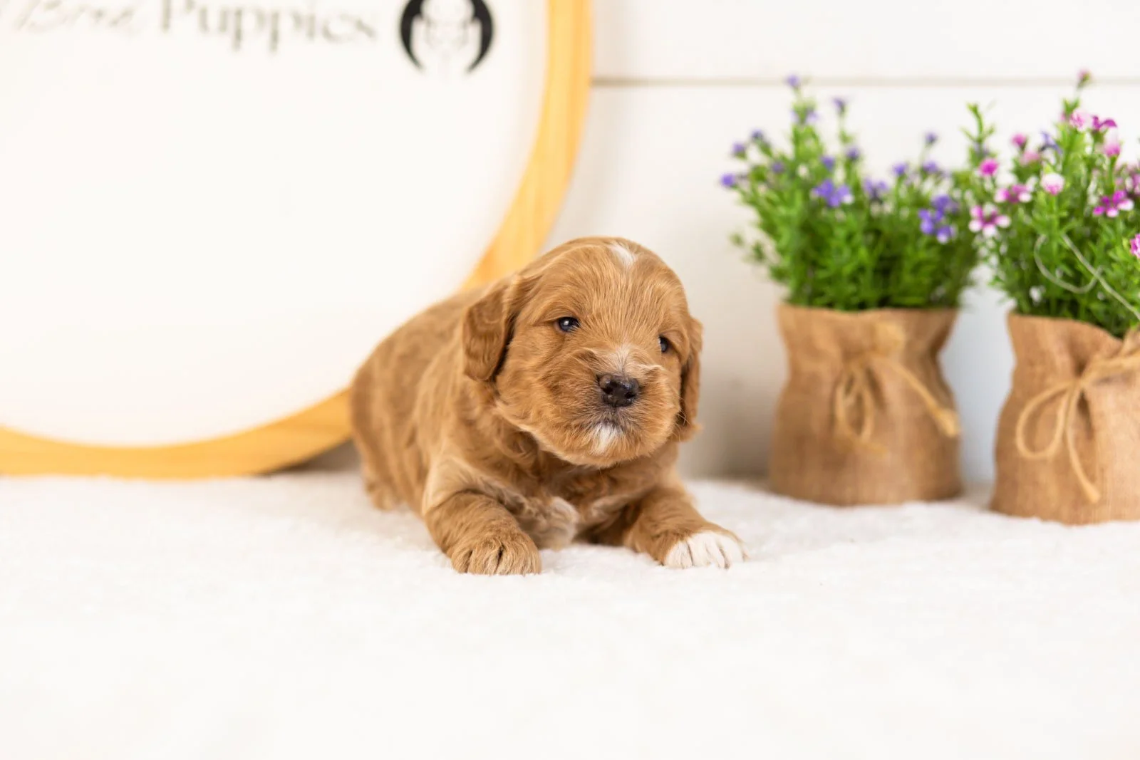 Munster goldendoodle for sale(1).jpg