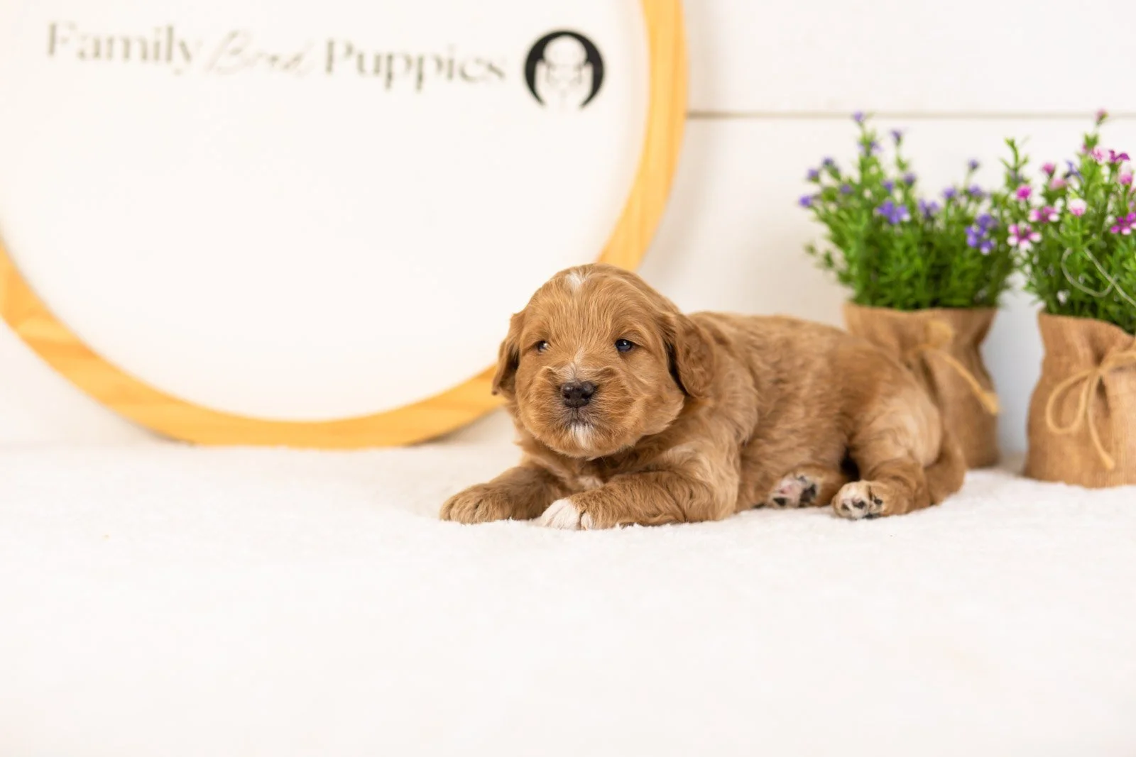 Munster goldendoodle for sale.jpg