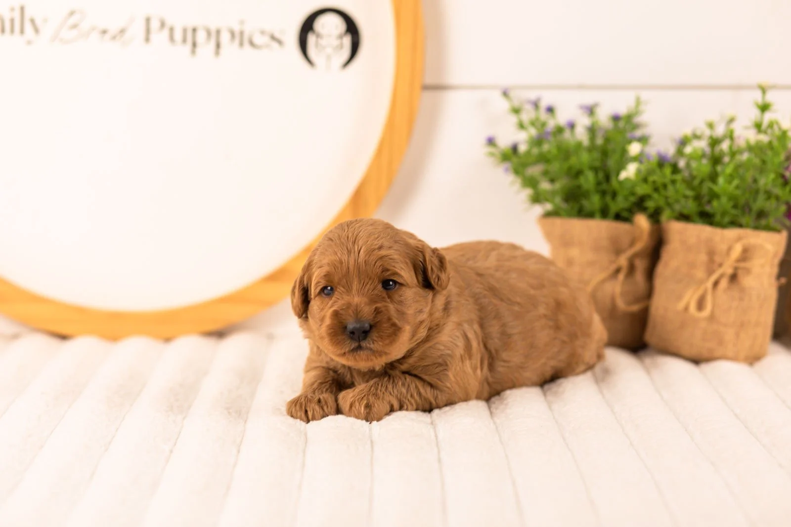 Isabelle goldendoodle for sale.jpg