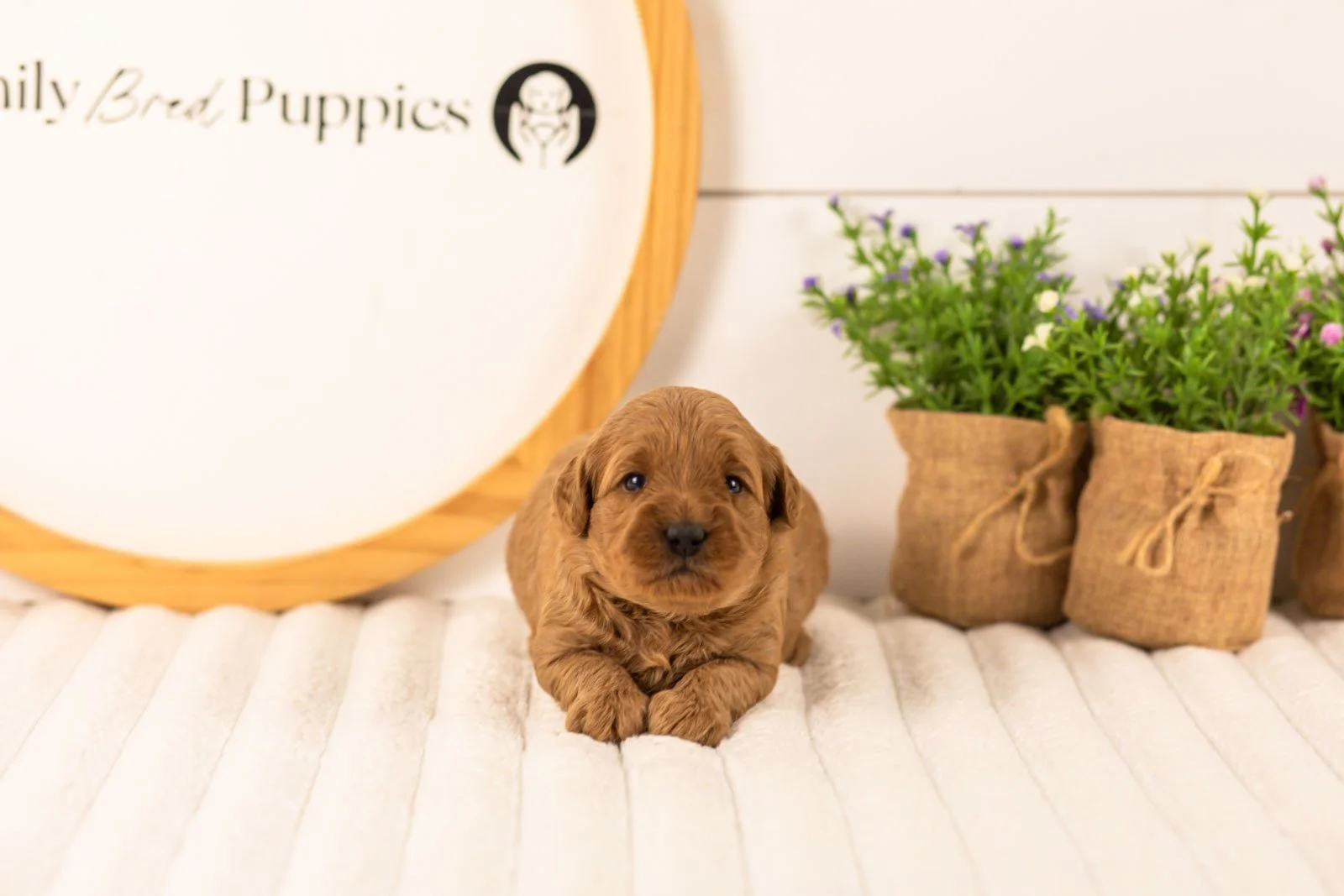 Isabelle goldendoodle for sale(1).jpg