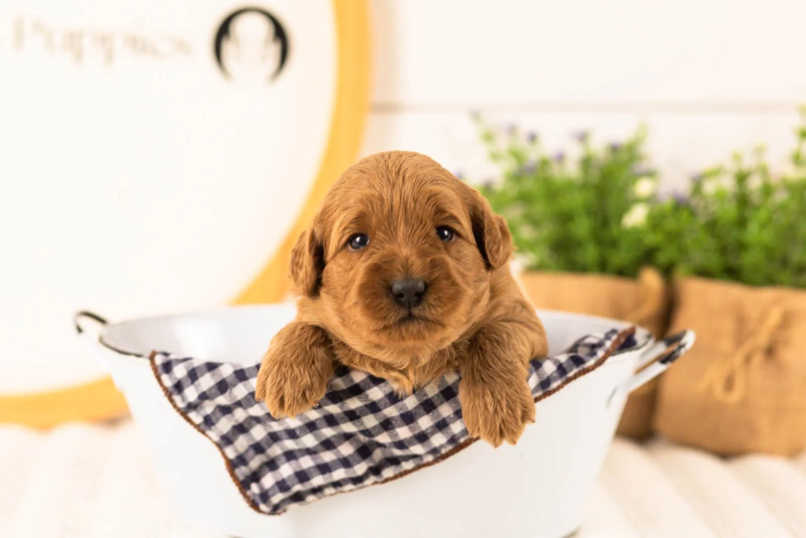Isabelle goldendoodle for sale(3).jpg