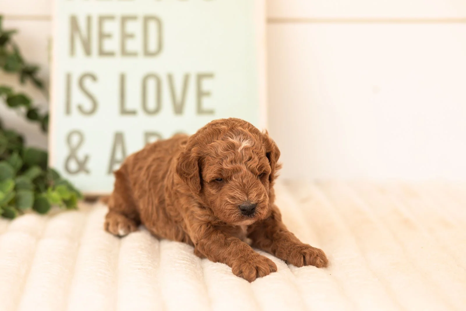 Betta goldendoodle for sale.jpg