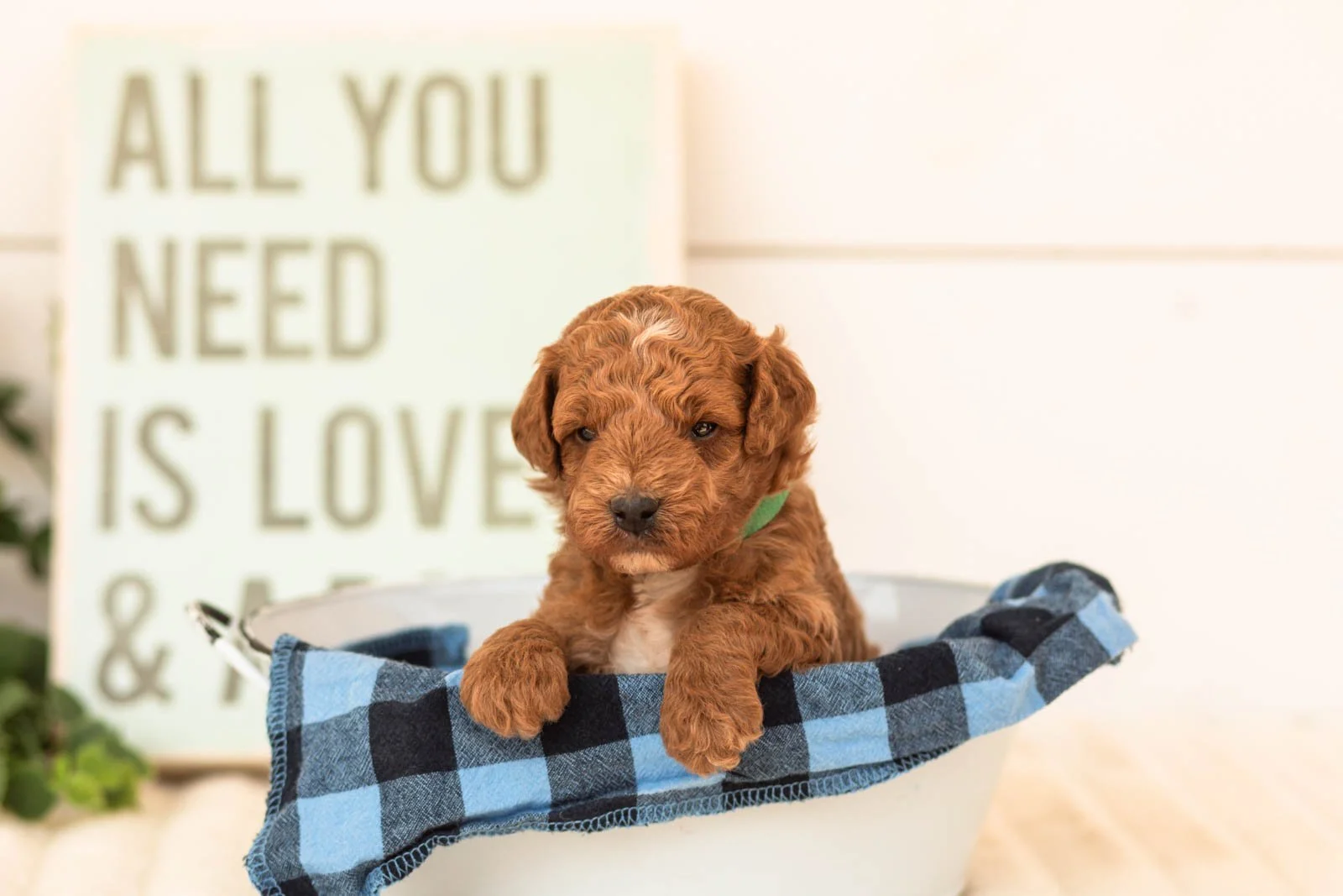 Betta goldendoodle for sale(2).jpg