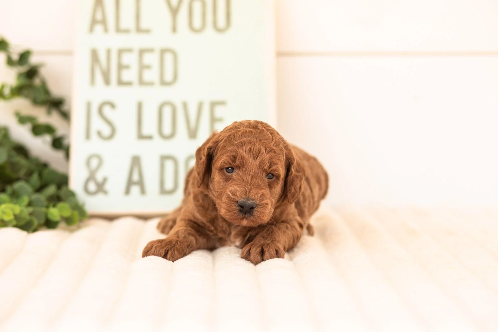 Sardine goldendoodle for sale.jpg