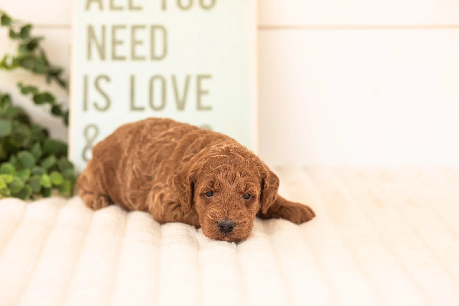 Sardine goldendoodle for sale(1).jpg
