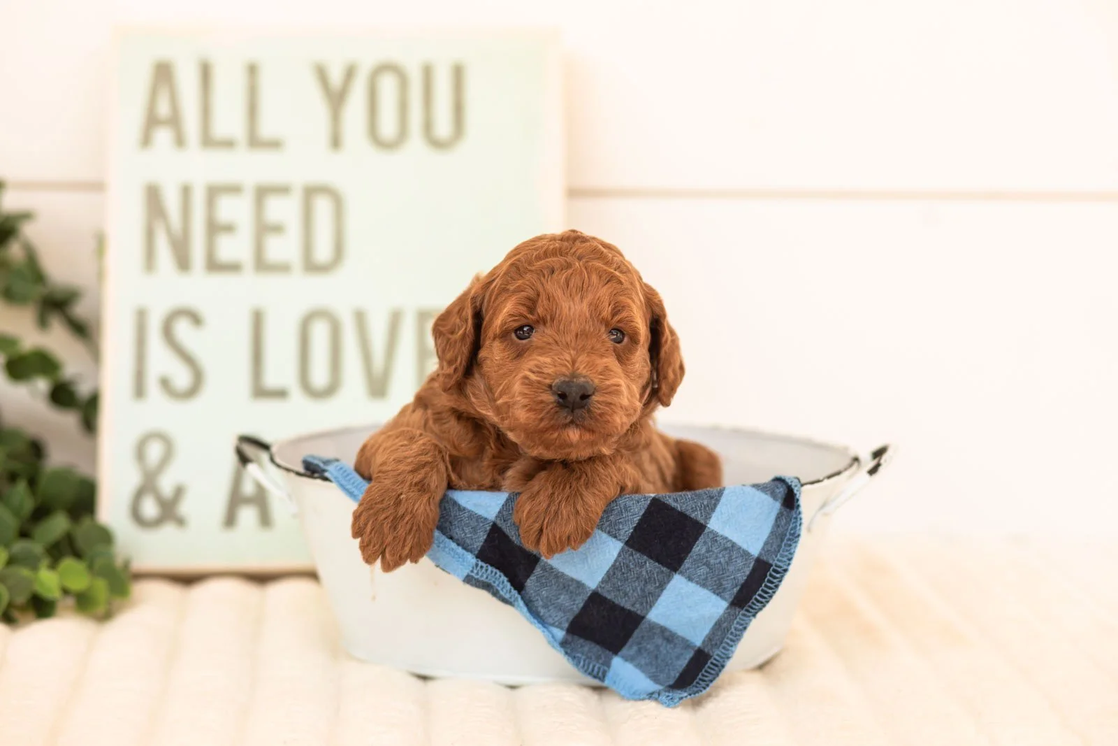Sardine goldendoodle for sale(3).jpg