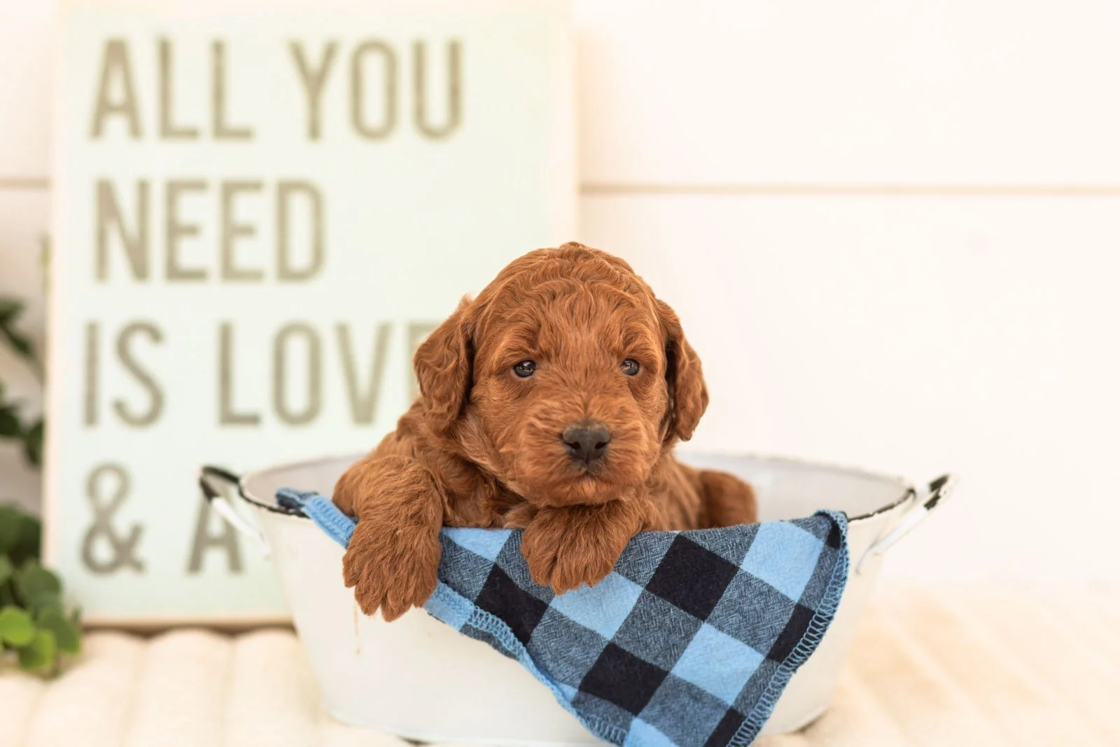 Sardine goldendoodle for sale(4).jpg