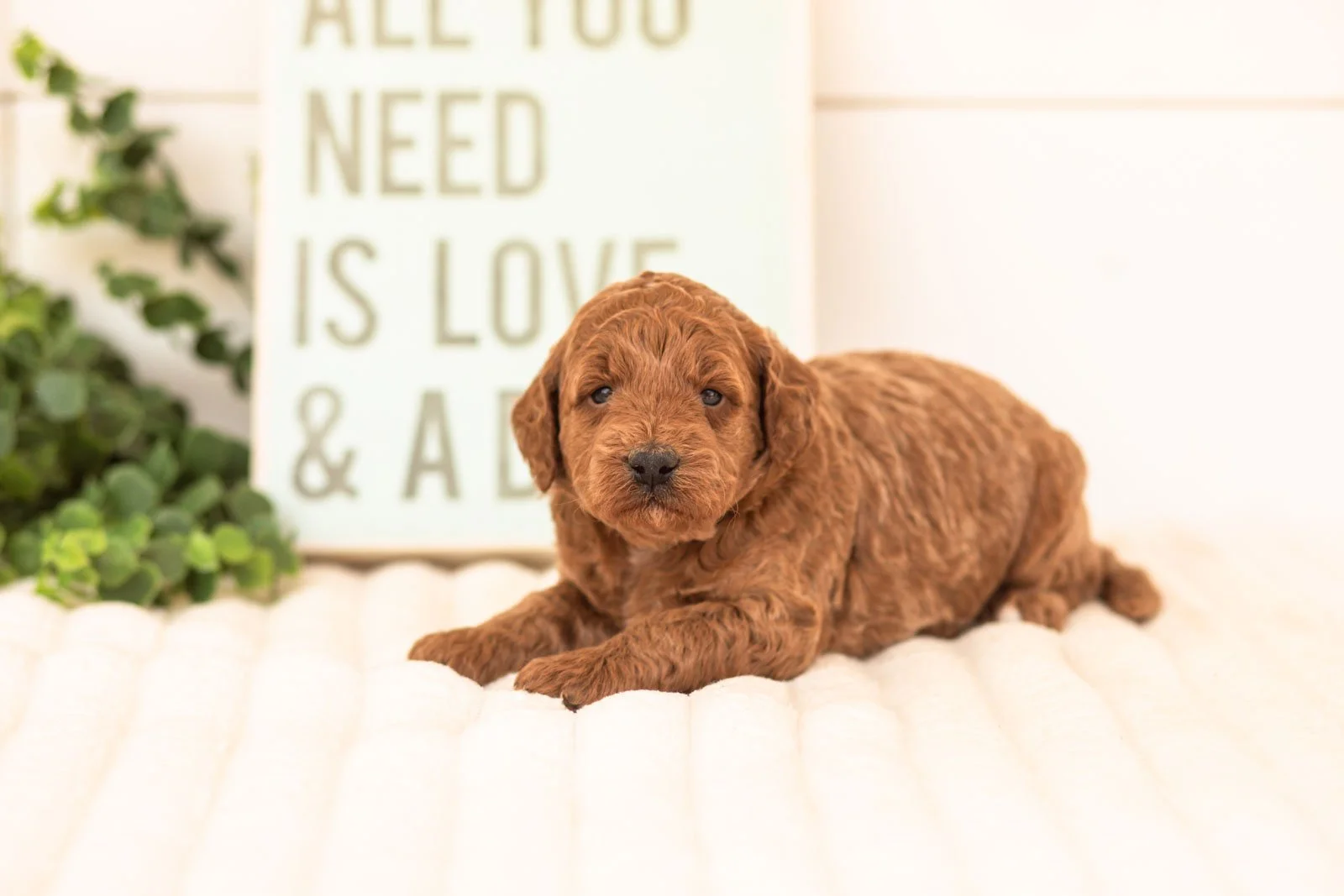 Sardine goldendoodle for sale(2).jpg