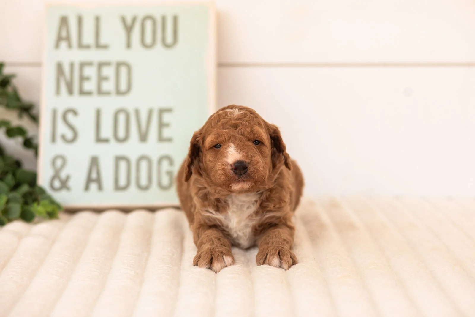 Guppy goldendoodle for sale(1).jpg