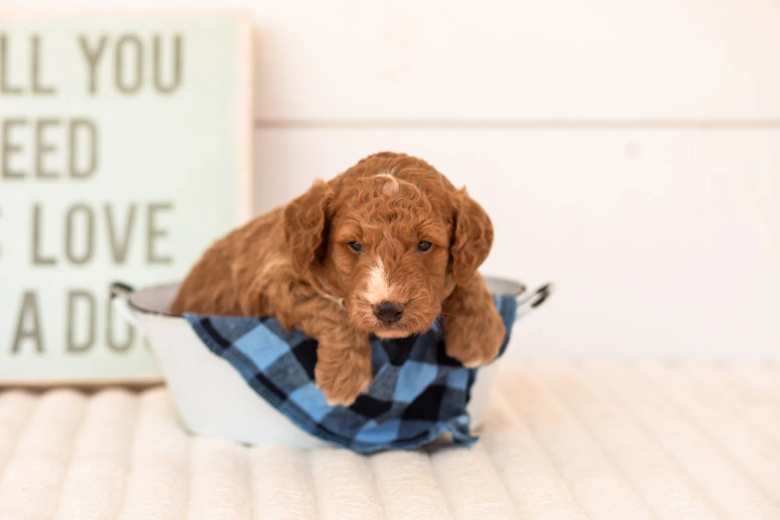Guppy goldendoodle for sale(3).jpg