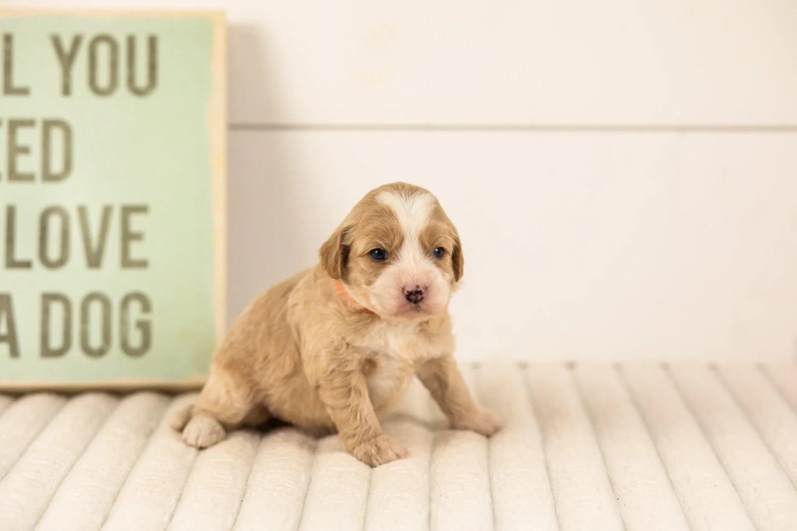 Indigo goldendoodle for sale(1).jpg