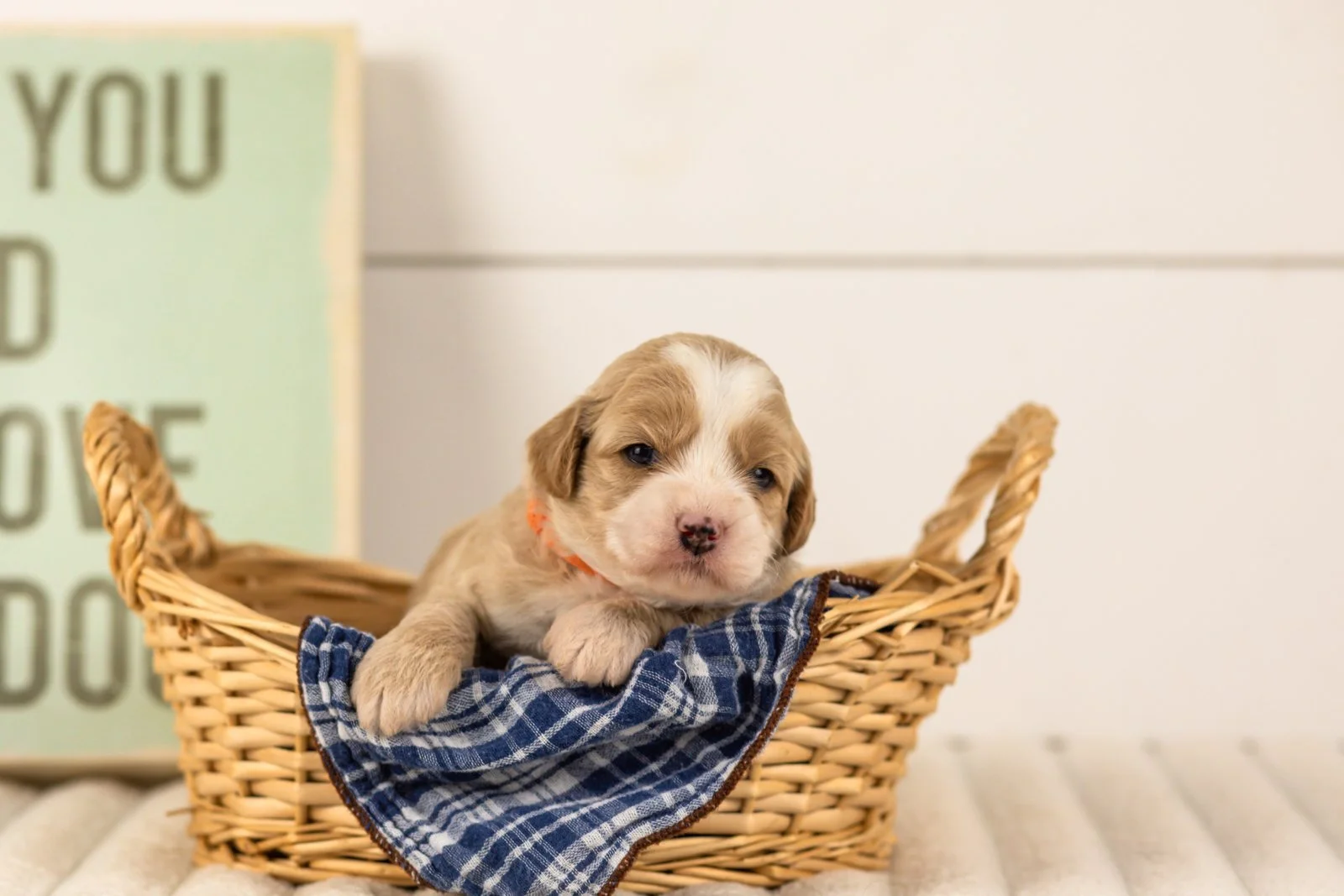 Indigo goldendoodle for sale(3).jpg